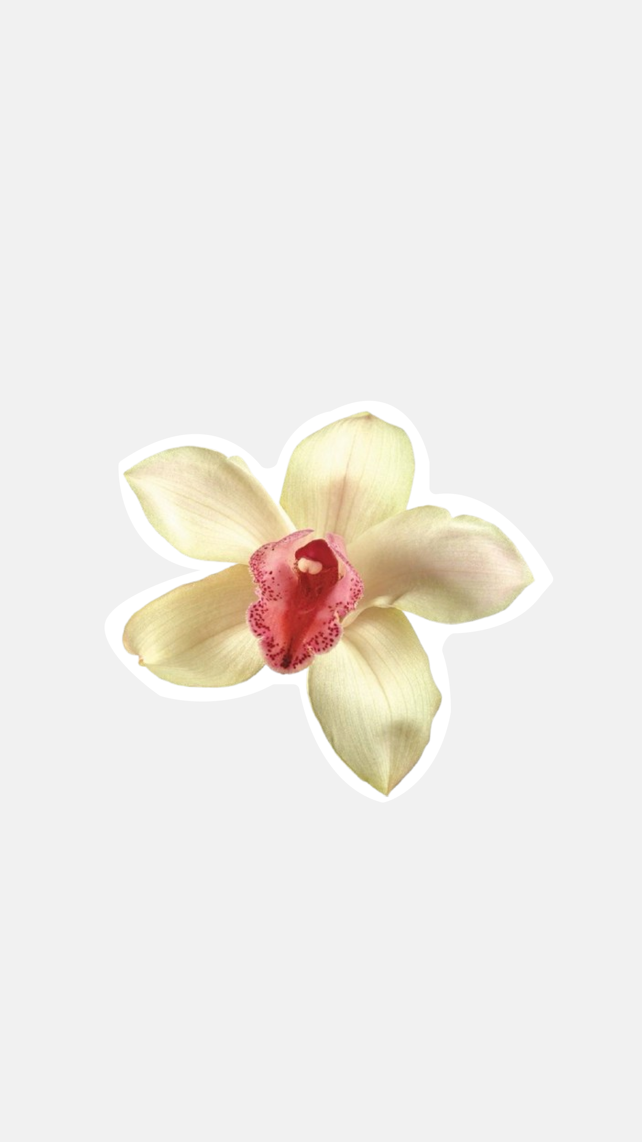 Summer Orchid Sticker