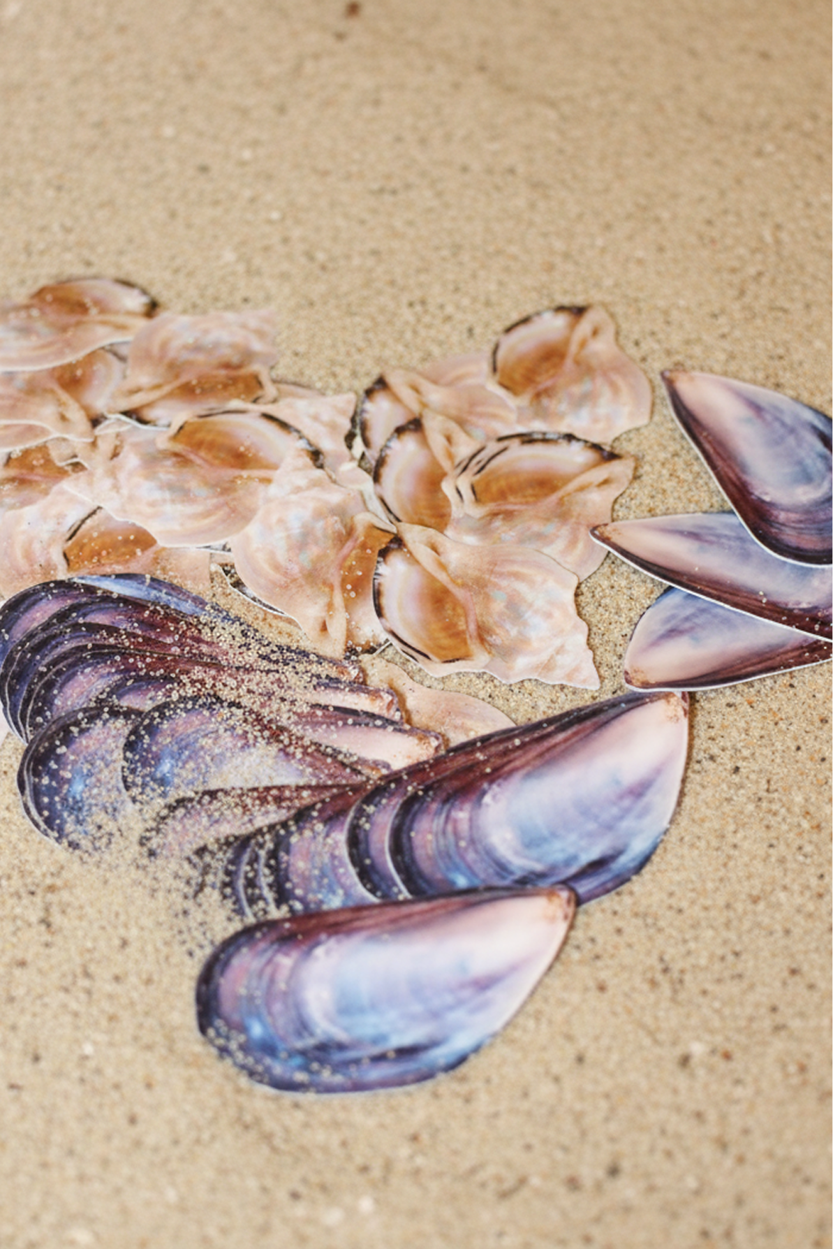 Clam - Sticker