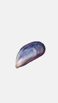 Clam - Sticker