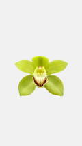 Jumbo Matcha Orchid Sticker