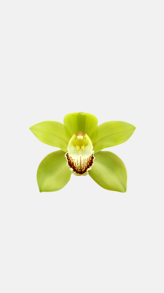 Jumbo Matcha Orchid Sticker