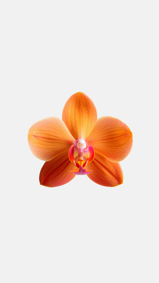 Jumbo Orange Orchid Sticker