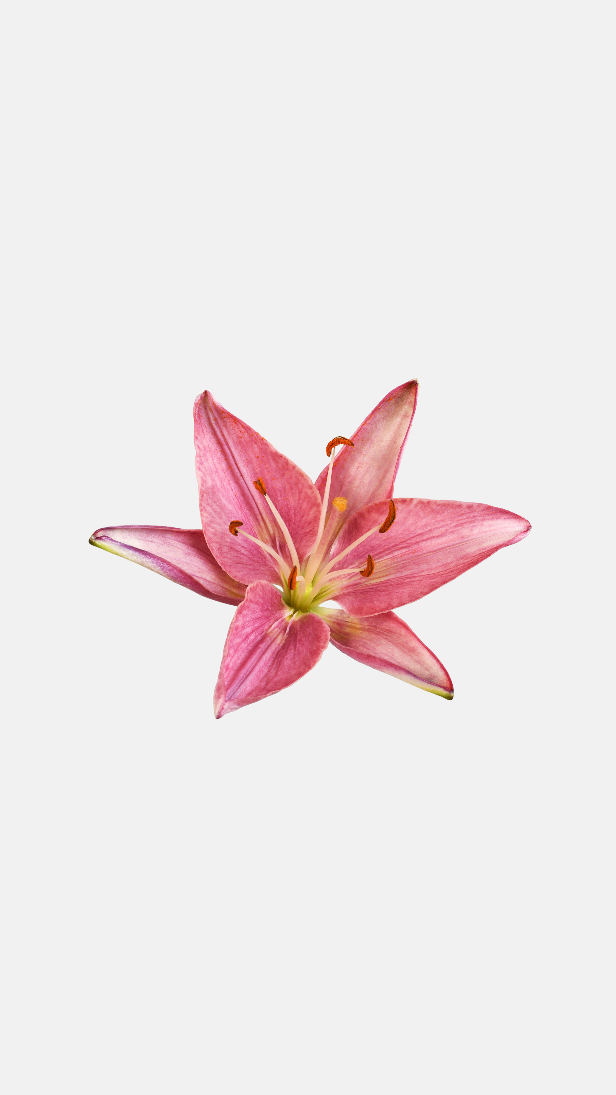 Jumbo Pink Lily Sticker