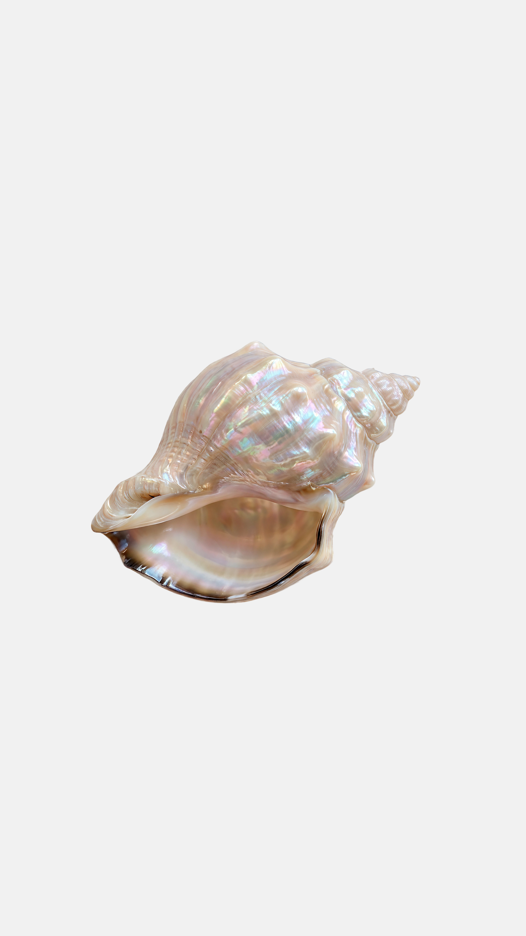 Seashell - Sticker